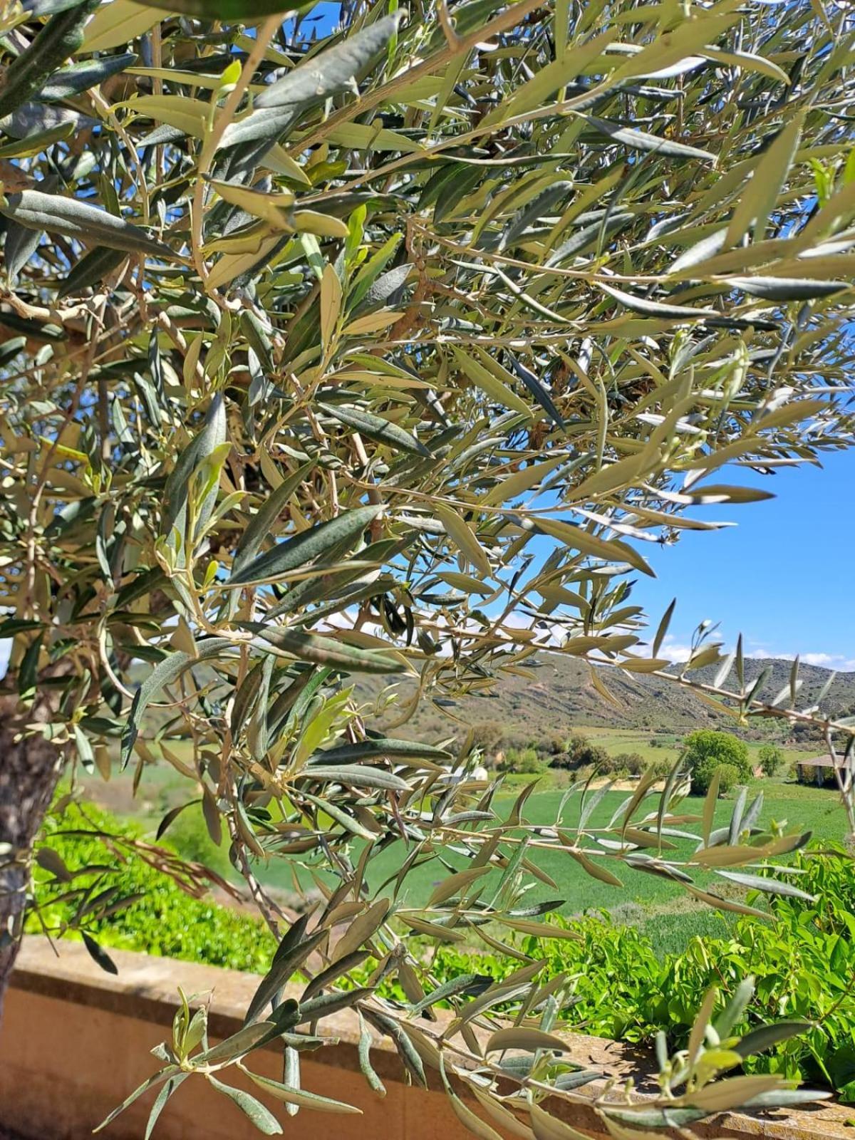 מלון Peraltilla Delicias מראה חיצוני תמונה